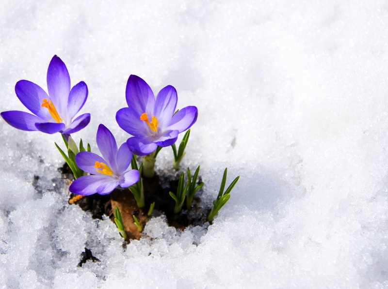 snow, close-up, cold temperature, winter, crocus, fragility, blossom, 2K, season, summer, violet, springtime, outdoors, no People, white, buds, yellow