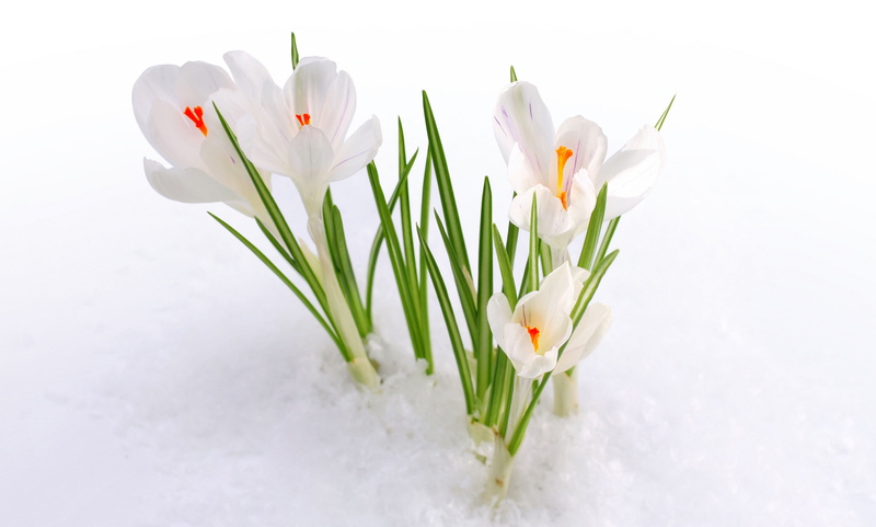 4K, Crocus flowers, 5K, Snow