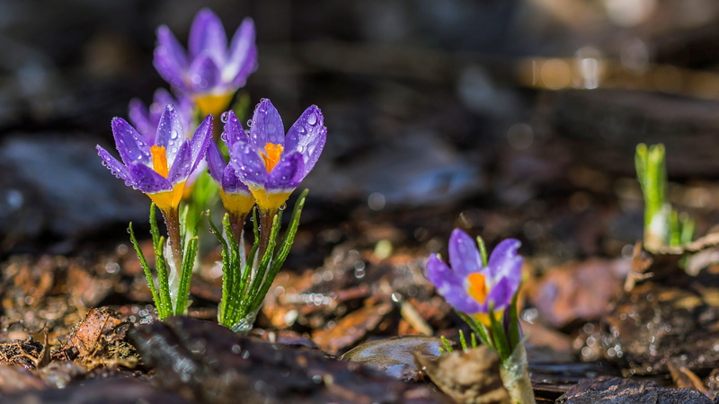 4K, crocus, purple, flowers, bloom, blossom, spring, fresh