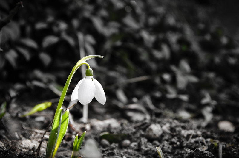 inflorescence, focus on foreground, 4K, petal, day, no people, white, close-up, spring, white color, field, snowdrop, beauty in nature, land, flower head