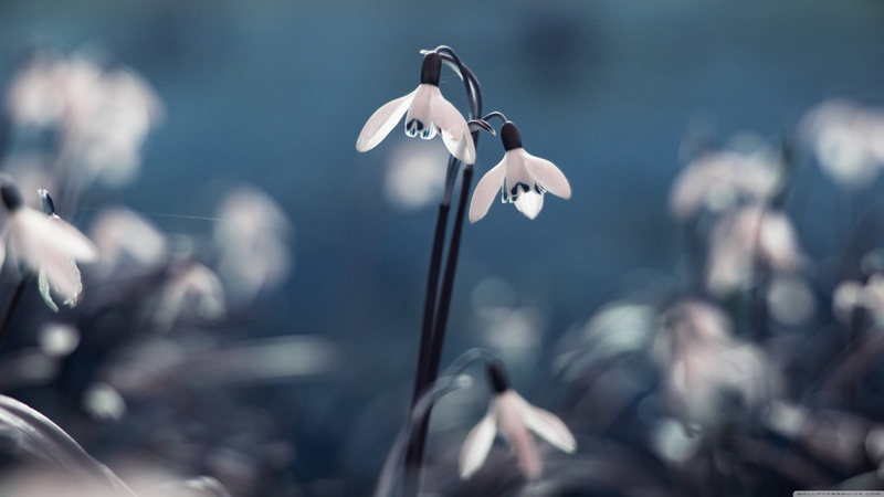 plant, no people, beauty in nature, vulnerability, animals in the wild, water, freshness, plants, animal wildlife, snowdrop, animal themes, flowers, flower