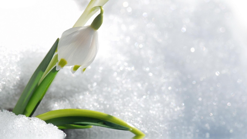 1080P, flower, nature and landscapes, spring, snow, snowdrop
