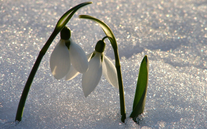 macro, petal, green Color, wet, day, white, flower, nature, backgrounds, flower Head, growth, leaf, springtime, botany, plant, no People, waking, flowering plant