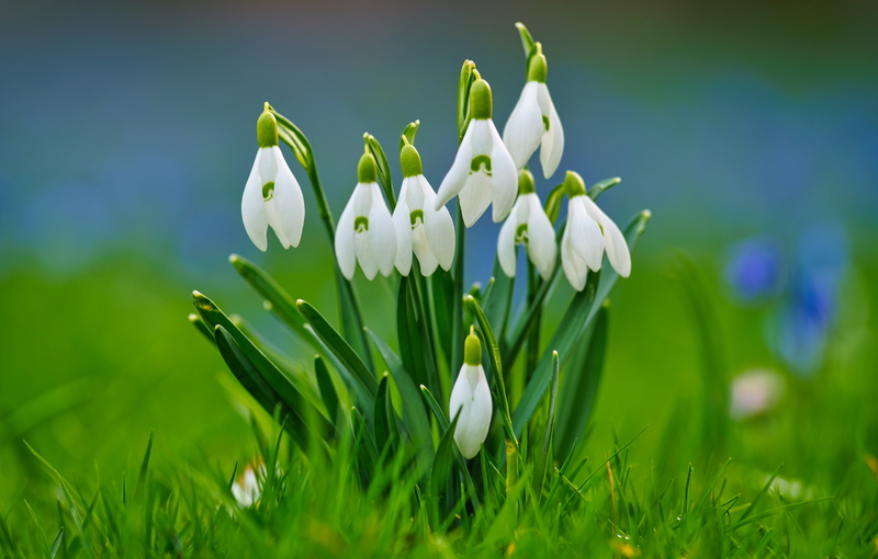 grass, 5K, snowdrops, background, bokeh, spring