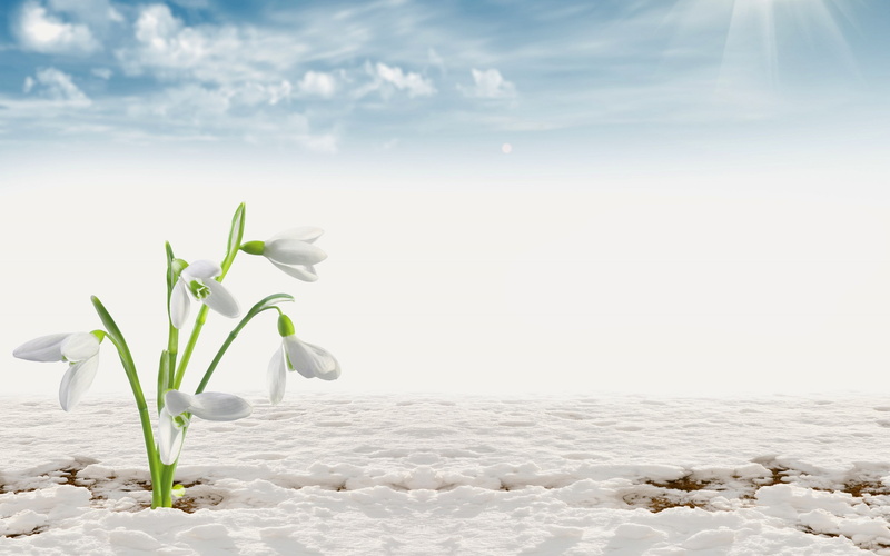snowdrop, snow, bokeh, 2K, sun, clouds