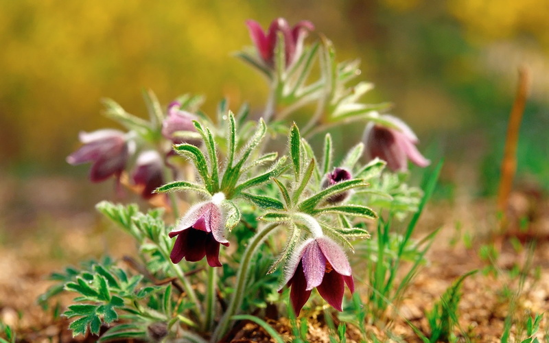 purple, snowdrops, 1080P, Flowers, Spring, sleep