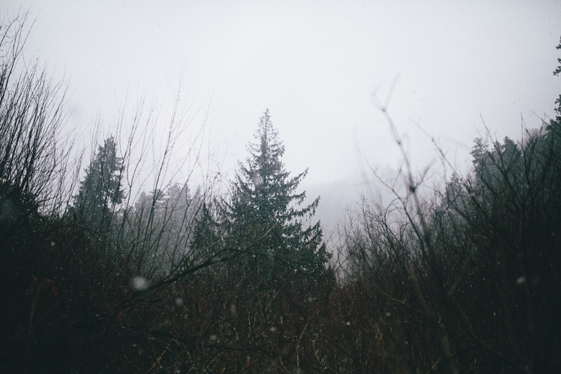 tree, land, tranquil scene, plant, nature, sky, Canada, pine trees, non-urban scene, coniferous tree, trees, no people, tranquility, branch, photography