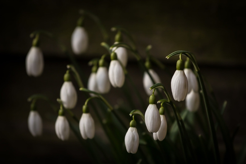 plant stem, petal, beauty in nature, flower, nature, plant, depth of field, selective focus, photography, focus on foreground, close-up, fragility, growth