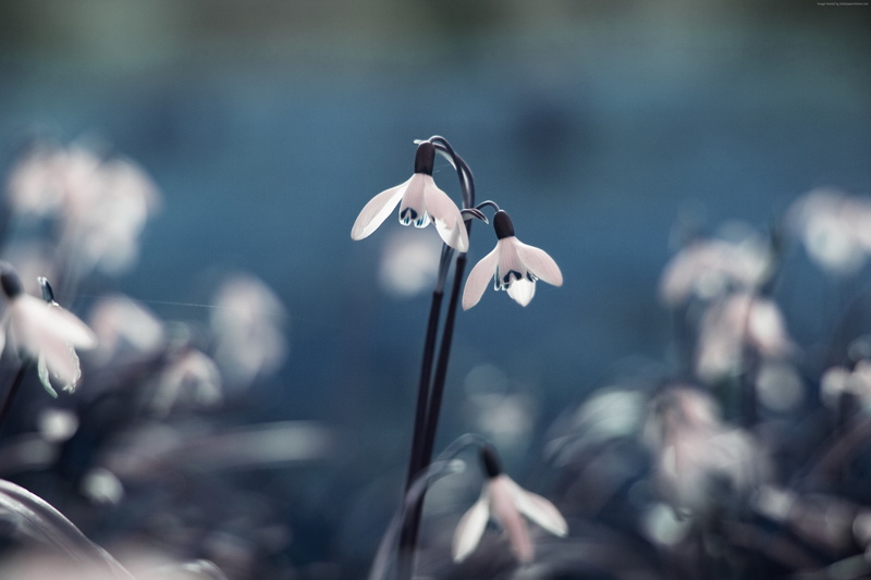 4k, spring, Blue Snowdrop, flowers, 5k, 4K