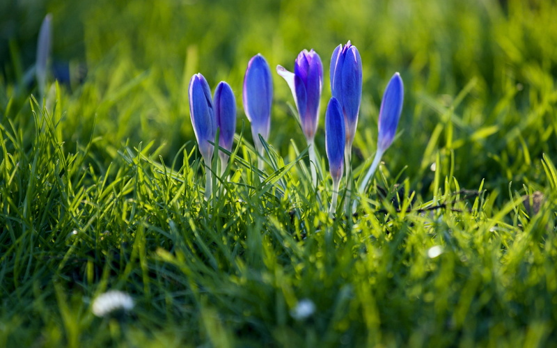 crocus, outdoors, blossom, meadow, selective Focus, yellow, purple, no People, environment, flowerbed, field, multi Colored, flower Head, green Color, close-up