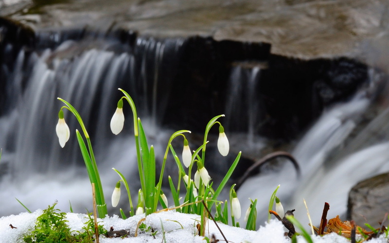 Snowdrop, Waterfall, 1080P, Snow, Flowers
