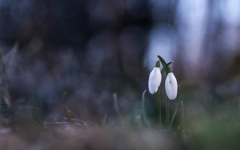 bokeh, flowers, white, 720P, snowdrops