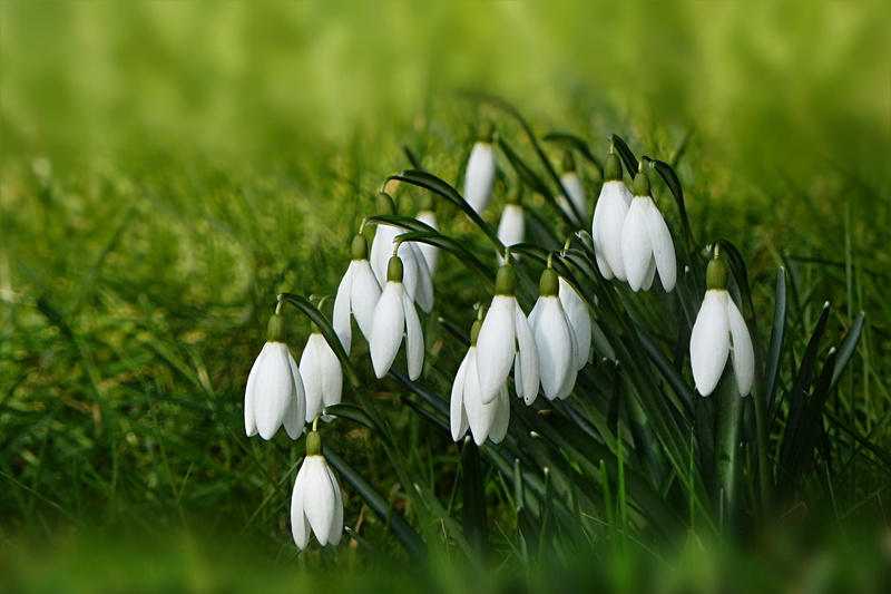flower, fragility, vulnerability, snowdrop, harbinger of spring, beauty in nature, 2K, grass, close-up, nature, selective focus, field, growth, green color
