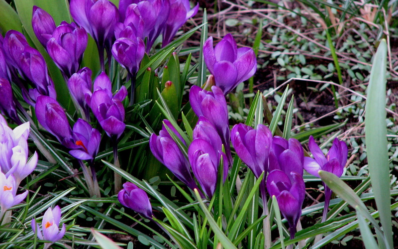 plant, flower, no People, pink Color, fragility, grass, season, botany, multi Colored, outdoors, flowers, tulip, inflorescence, bouquet, vibrant Color