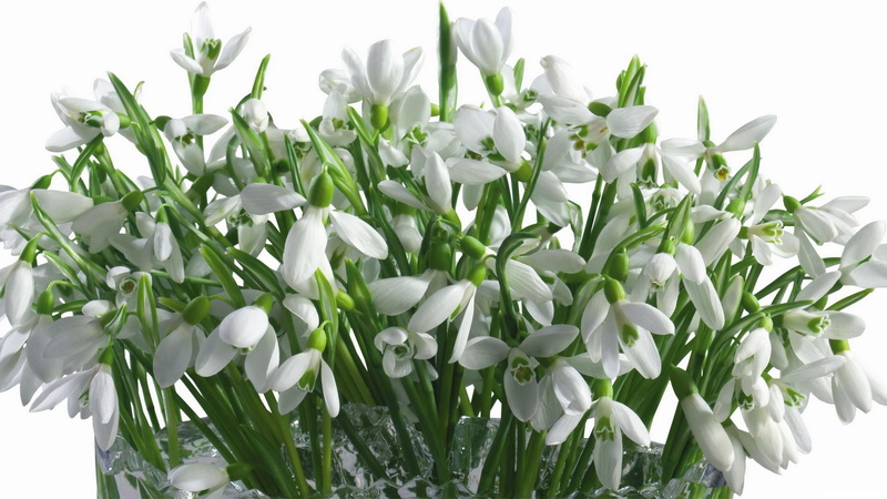 flower Head, snowdrop, stem, white, vase, freshness, fragility, flowering plant, snowdrops, beauty In Nature, close-up, nature, springtime, white Background