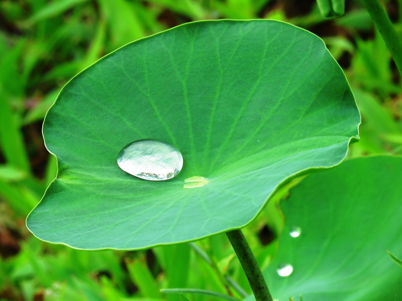 fragility, close-up, day, fresh, leaves, focus on foreground, beauty in nature, ovate, high angle view, drop, water drop, rain, plant, growth, pond, plant part