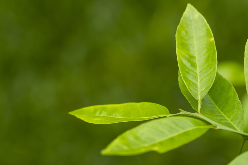 close-up, lemon, copy space, ovate, green color, juice, vulnerability, blur, backgrounds, day, green leaves, food, focus on foreground, leaves, 5K, beauty in nature