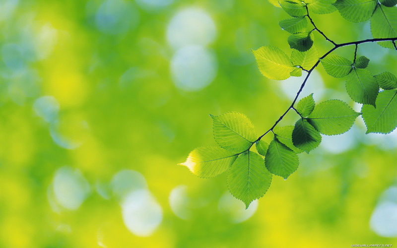 tranquility, woodland, copy Space, abstract, color Image, springtime, close-up, twig, plant part, growth, bright, leaf, macro, selective Focus, light - Natural Phenomenon