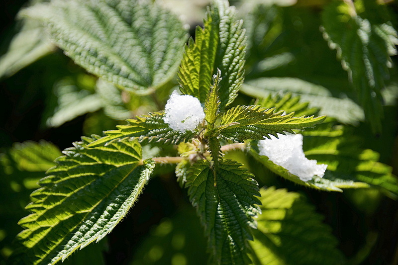 herb, snow, green color, winter, plant part, no people, nettle, day, outdoors, coniferous tree, frozen, leaf, ovate, growth, tree, freshness, plant, flower