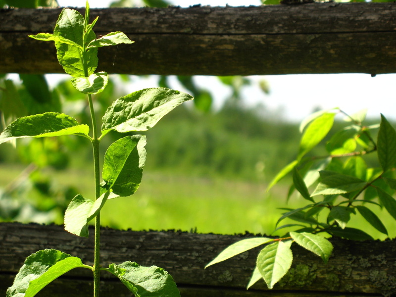 grape, lush Foliage, leaves, tranquility, food and drink, land, cultivated, plantation, agriculture, ovate, leaf, outdoors, tree, rural Scene, vine, focus on foreground
