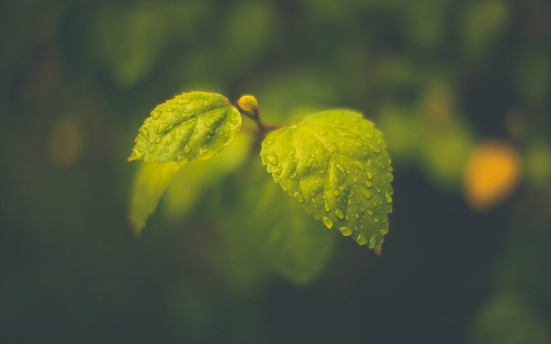 leafed, no people, plant part, 1080P, macro, close-up, ovate, food and drink, drops, green color, leaf, focus on foreground, plant, foliage, growth, outdoors