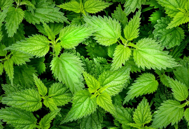 greens, food, nettle, leaves, high angle view, green, scratchy, plant, day, burning, close-up, 4K, growth, green color, medicine, herb, photography, full frame