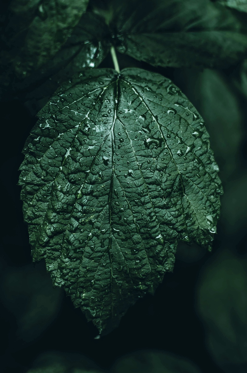 nature, leaves, photography, detail, wet, tree, raindrop, selective, outdoors, dew, ovate, 4K, plant, close-up, growth, leaf, water, dark, leafe, closeup