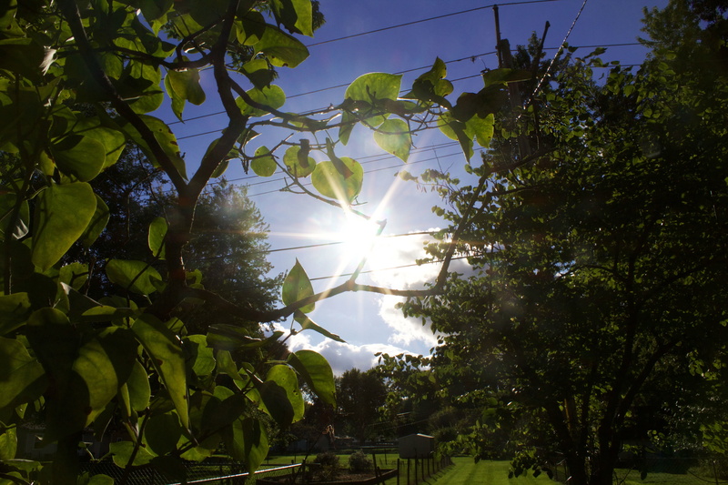 plant part, close, time, nature, ovate, green, trees, streaming, sun, house, leaf, brightly lit, blue, no people, outdoors, bright, low angle view, 5K