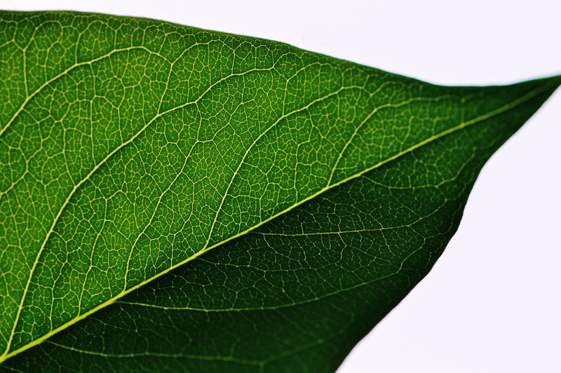 plant part, cut out, leaf vein, photography, botany, freshness, extreme close-up, nature, bush, no people, fragility, ovate, beauty in nature, plant, close-up