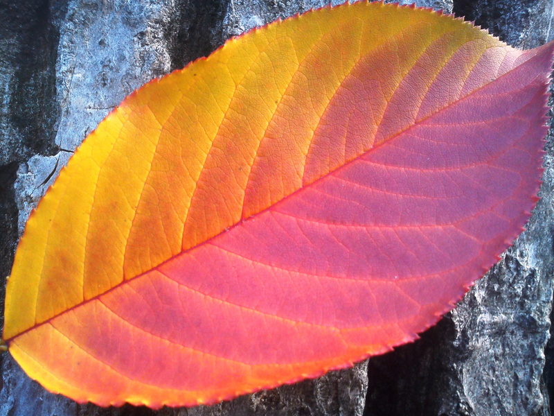 nature, photo, no people, beauty in nature, autumn, orange color, sunlight, tree, red, leaves, orange, yellow, plant, closeup, leaf, ovate, 2K, leaf vein