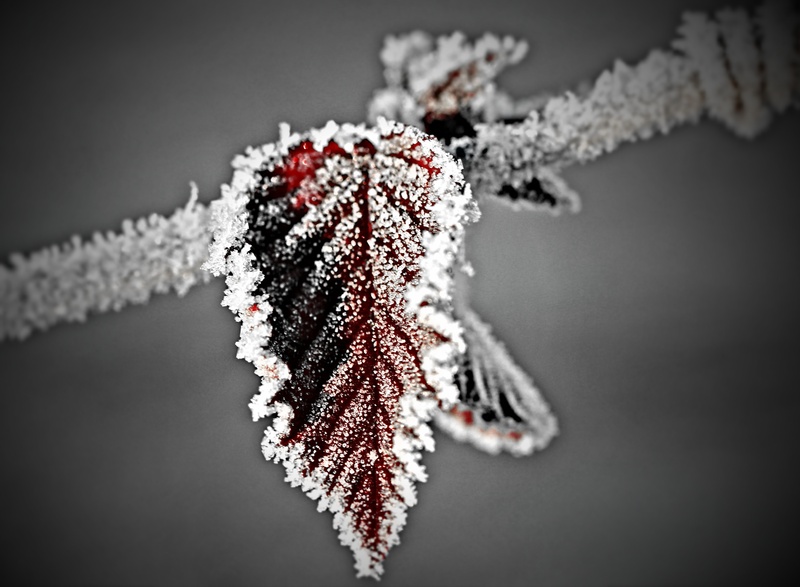 frozen leaf, black background, ovate, no people, focus on foreground, ice, selective focus, 4K, plant, white, red, winter, close-up, snow, leaf, luxury