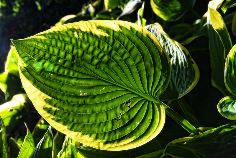green, plant, plantain lilies, ovate, perennial, plant part, leafed, herbaceous, sunlight, high angle view, tree, growth, decorative, outdoors, foliage plant