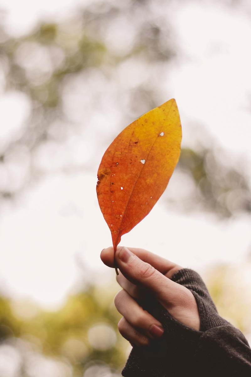 human hand, human body part, day, finger, orange color, close-up, leisure activity, ovate, outdoors, lifestyles, holding, focus on foreground, person, daytime