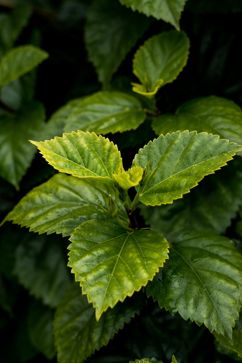 plant, herb, no people, high angle view, leaf, plant part, green color, full frame, selective focus, growth, beauty in nature, leaf vein, leafed, close-up