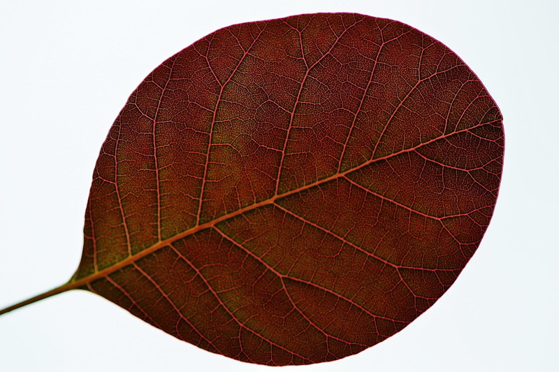 sport, 1080P, pattern, no people, extreme close-up, leisure activity, white background, leather, cut out, textured, the past, plant, basketball - sport