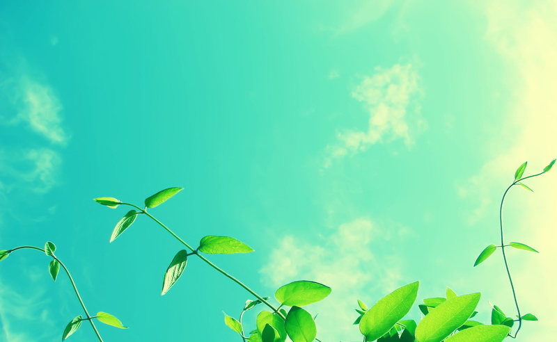 Scenery, vulnerability, sunlight, freshness, Clouds, vines, day, close-up, Landscape, no people, selective focus, Seasons, beauty in nature, green color