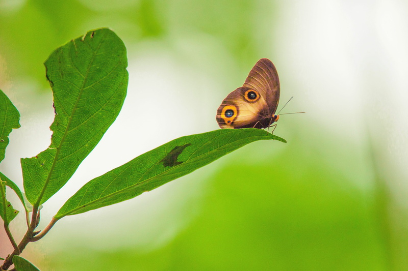 insect, Foliage, invertebrate, focus on foreground, one animal, leaf, brown, animal, animals in the wild, animal body part, beauty in nature, no people