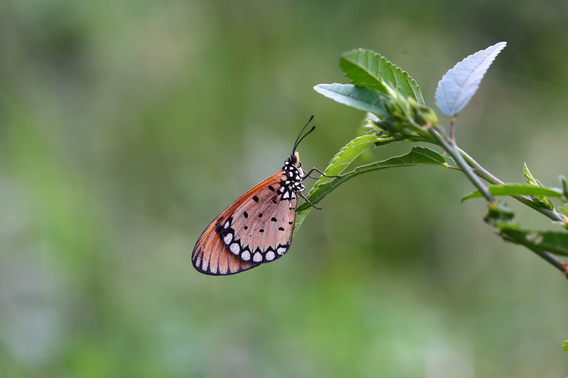 close-up, invertebrate, butterfly - insect, plant, day, one animal, 5K, animal, summer, butterfly, animal themes, outdoors, brown, vulnerability, fragility