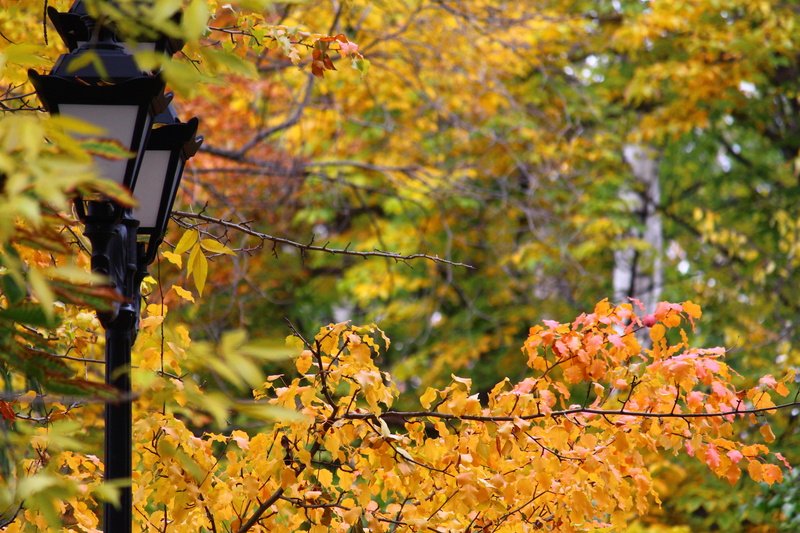 stroll, beautiful, growth, lantern, springtime, day, city, branch, street, park, beauty in nature, no people, nature, plant, freshness, flower, 5K, leaf