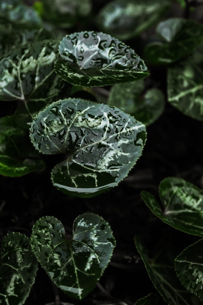 vulnerability, water, fragility, nature, 5K, growth, droplet, photography, botany, green, food and drink, shallow focus, organic, leaves, ovate, vegetable