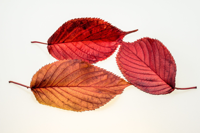 nature, close-up, leaves in the autumn, plant part, natural pattern, golden, white background, leaf vein, 5K, change, natural condition, colors of autumn