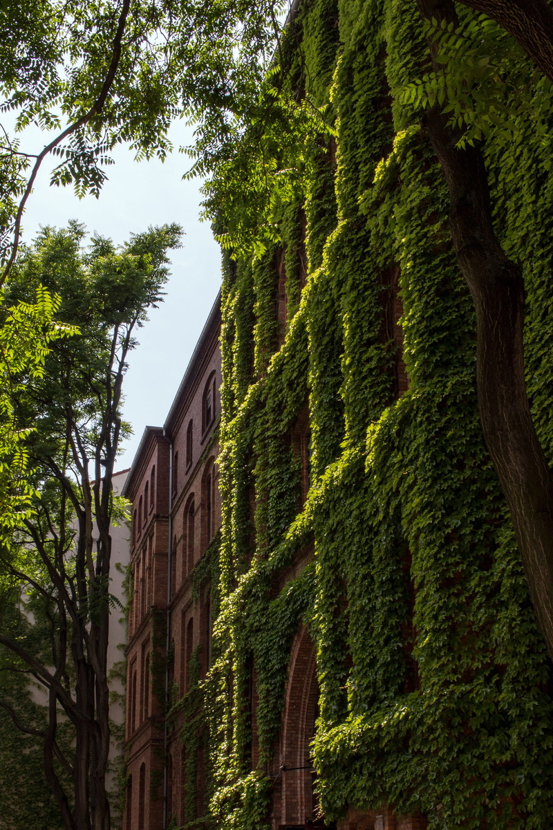 building exterior, growth, outdoors, trunk, building, tree, day, germany, low angle view, built structure, berlin, no people, sky, 1080P, architecture