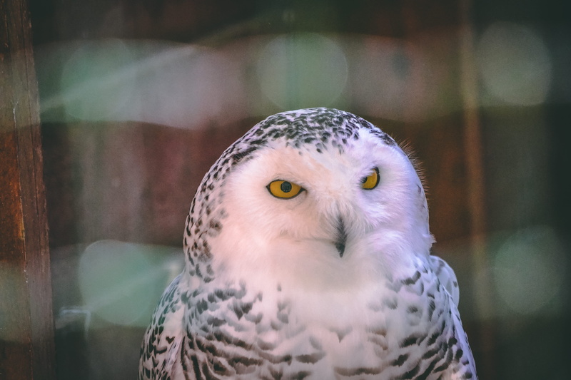 focus, focus on foreground, bird of prey, photo, birds, animal, animal head, feather, animals in the wild, white, animal wildlife, owl, looking at camera