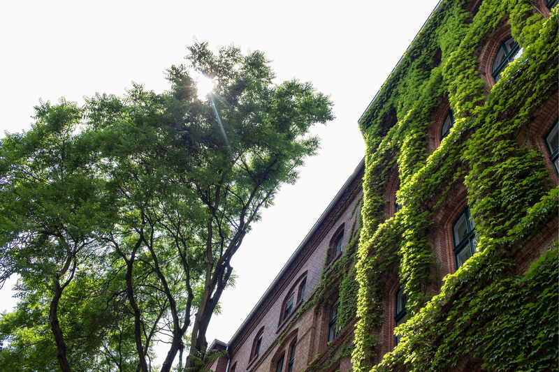 green color, growth, wall, germany, berlin, transportation, sky, clinic, no people, plant, building exterior, wine, day, outdoors, st. hedwig-krankenhaus berlin