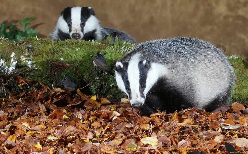 Badger, Animal, 1080P