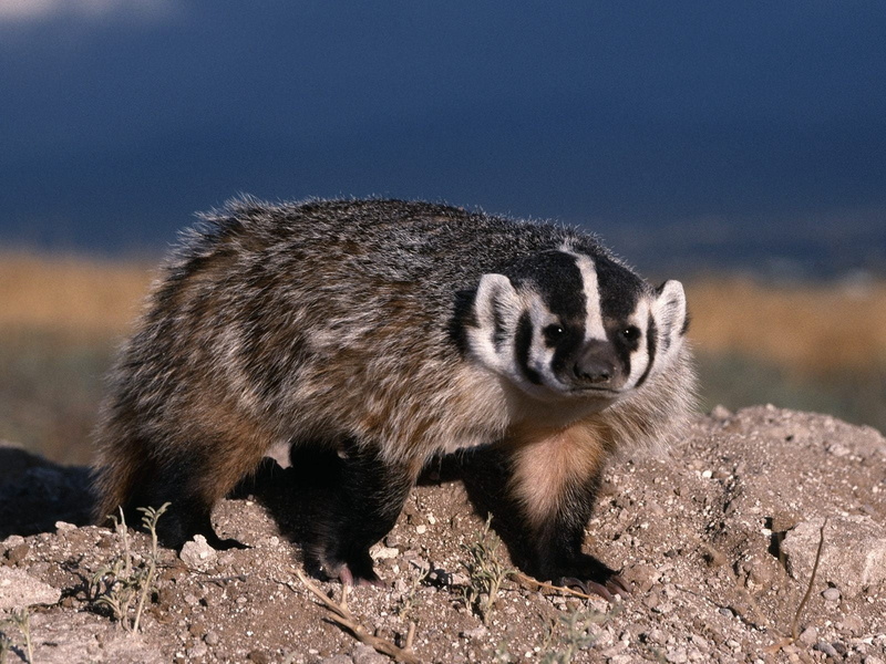 nature, wilderness Area, animals In The Wild, sunlight, full length, outdoors, carnivore, vertebrate, white, close-up, raccoon, wildlife, black, stones