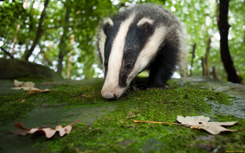 badger, 1080P