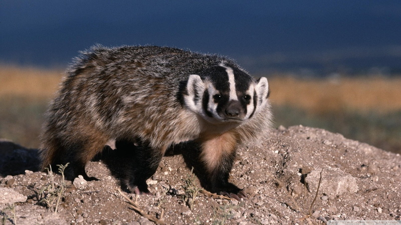 1080P, Badger, Animal
