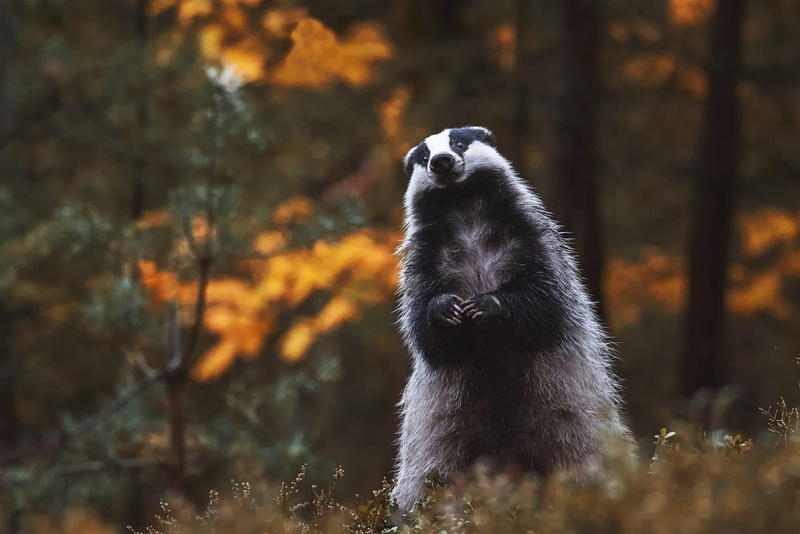 Animal, Badger, 1080P