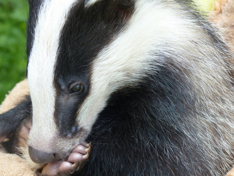 black Color, nature, domestic, vertebrate, zoo, black, pets, bear, badger, no people, mammal, animal wildlife, 4K, cute, eyes, one Animal, close-up, animal